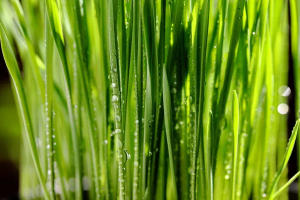 Grande Closeup Wheatgrass Névoa Água — Fotografia de Stock