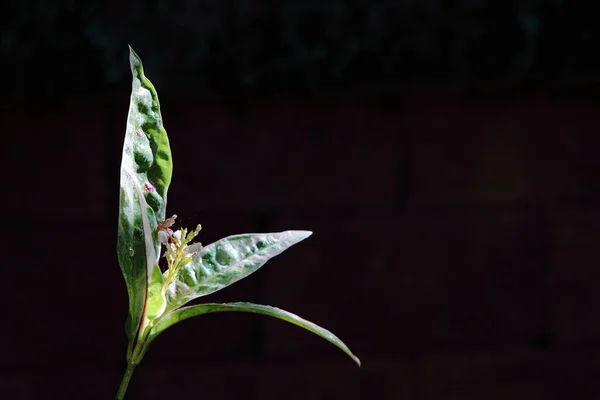 Titlecloseup Graptophyllum Pictum Leaves Dark Background — 스톡 사진