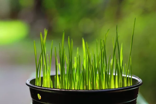 Closeup Wheatgrass in black pots