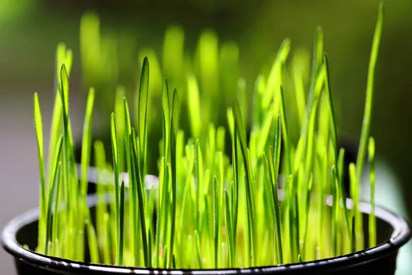Closeup Wheatgrass in black pots