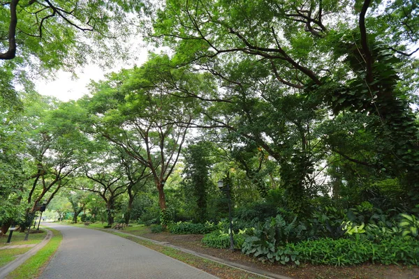 Veel Grote Bomen Zorgen Voor Schaduw Het Park — Stockfoto