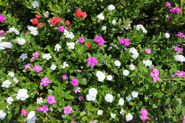 Many Watercress Flowers Garden — Φωτογραφία Αρχείου