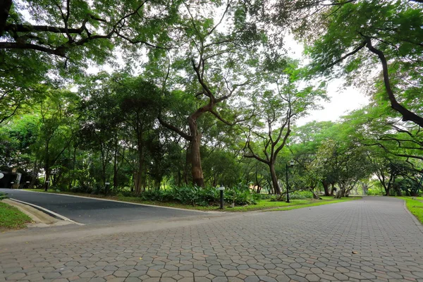 Veel Grote Bomen Zorgen Voor Schaduw Het Park — Stockfoto