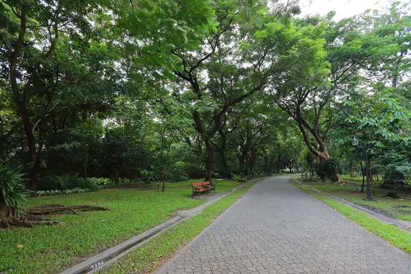 Many Big Trees Provide Shade Park — Stok fotoğraf