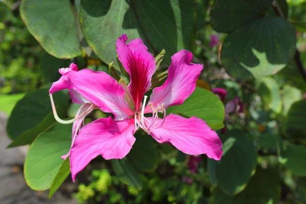 Closeup Bauhinia Blakeana Flower Garden — 图库照片