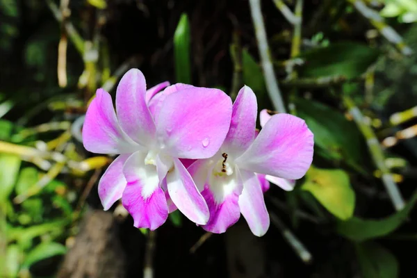 Closeup Pink Orchid Flowers Garden — Foto de Stock