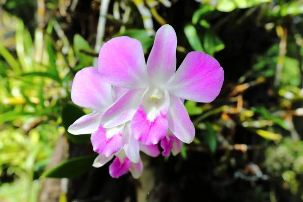 Closeup Pink Orchid Flowers Garden — Photo