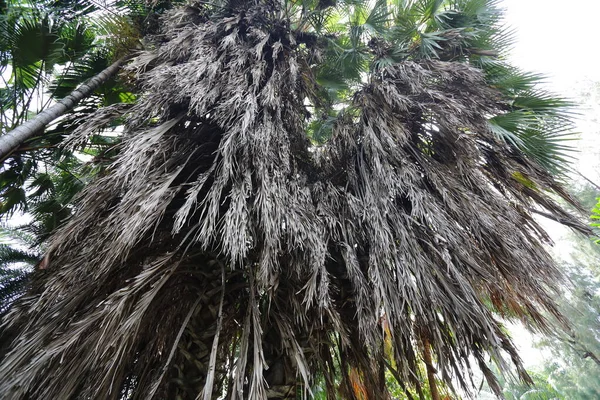 Many Dry Leaves Top Palm Trees — 图库照片