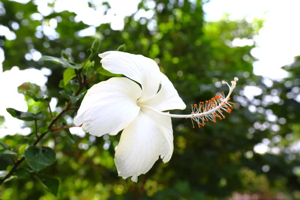Closeup Hibiscus Flower Garden — 图库照片