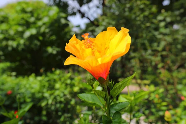 Nahaufnahme Creme Cacao Hibiscus Blume Garten — Stockfoto