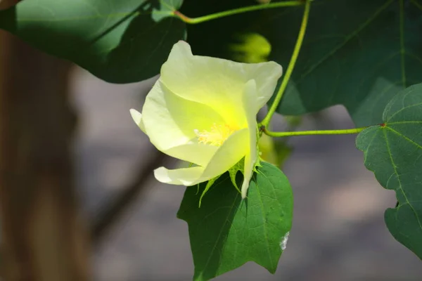 Крупный План Gossypium Hirsutum Flower Саду — стоковое фото