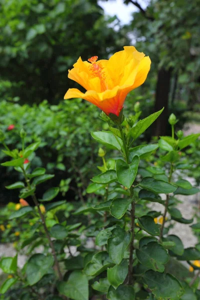 Closeup Creme Cacao Hibiscus Flower Garden — Stockfoto