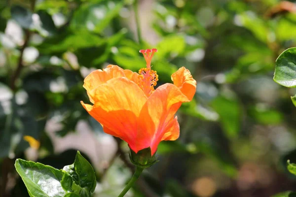 Closeup Flor Hibisco Jardim — Fotografia de Stock