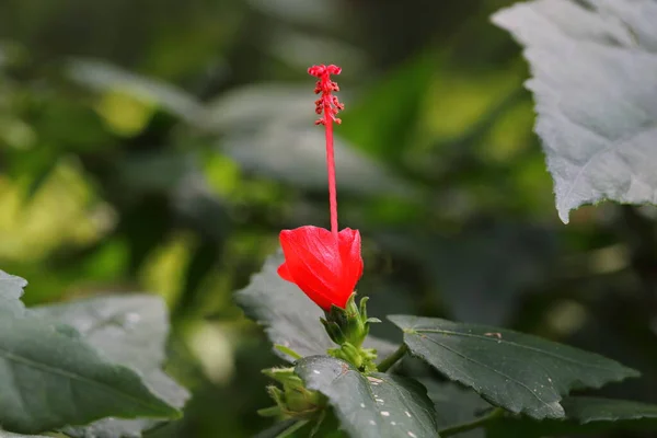 Fechar Flores Hibiscus Jardim — Fotografia de Stock