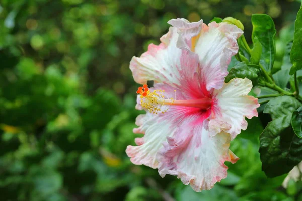 Closeup Hibiscus Flower Garden — 图库照片