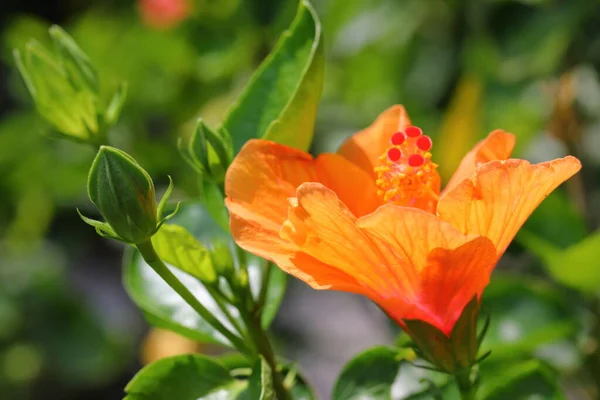 Closeup Flor Hibisco Jardim — Fotografia de Stock