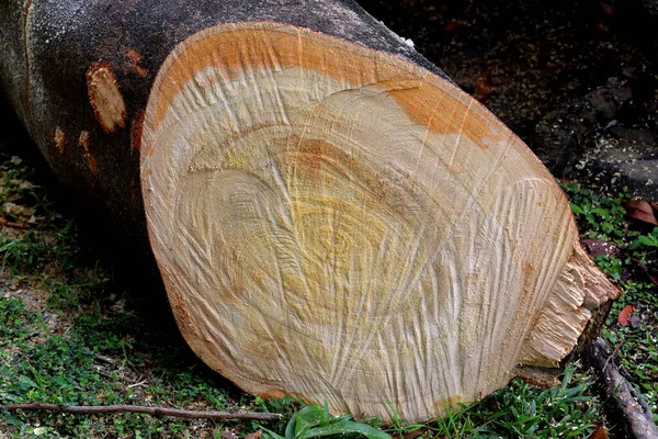 Closeup Cross Section Tree Trunk — Fotografia de Stock