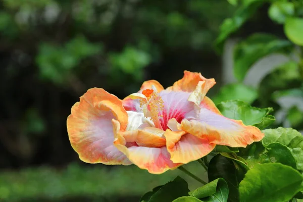 Closeup Dienie Gommer Hibiscus Flower Garden — Photo