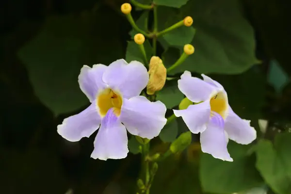 Closeup Bengal Clockvine Flowers Garden — Photo