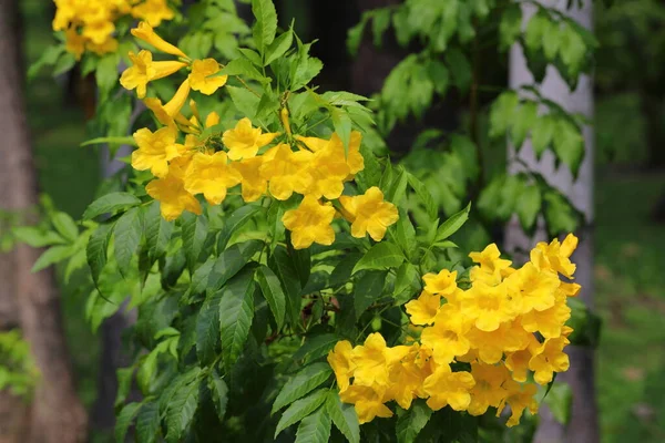 Gelbe Holunderblüten Garten — Stockfoto