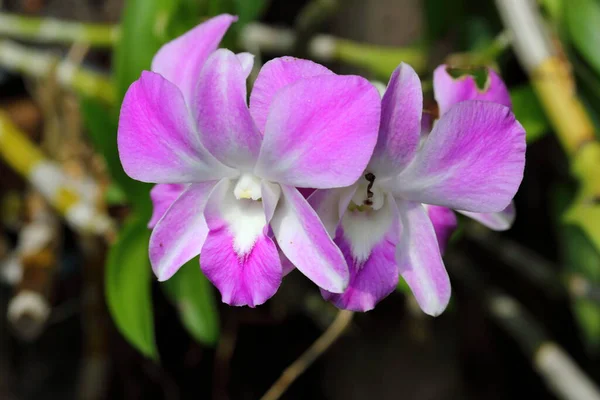 Closeup Pink Orchid Flowers Garden — 图库照片