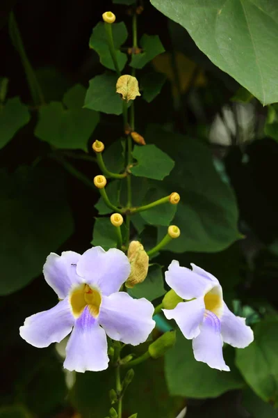 Closeup Bengal Clockvine Flowers Garden — Stock Fotó