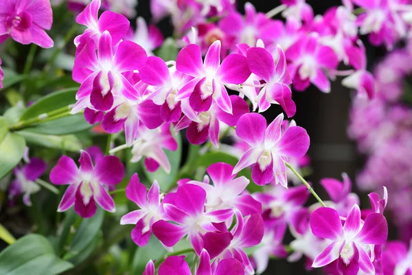 Closeup Pink Orchid Flowers Garden — Foto Stock