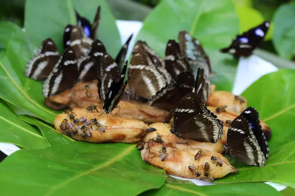 Butterflies Eating Human Provided Food Sources — Stockfoto