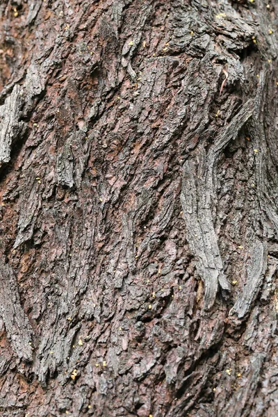 Closeup Bark Tree — Stok fotoğraf