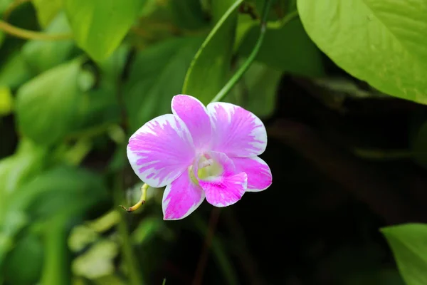 Closeup Pink Orchid Flowers Garden — 图库照片