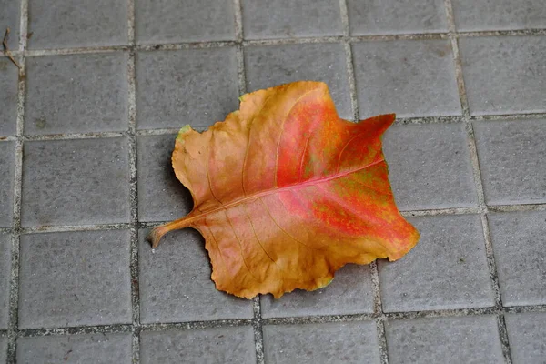 Una Hoja Naranja Losa —  Fotos de Stock