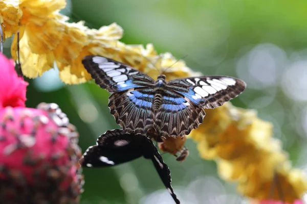 Primer Plano Parthenos Sylvia Mariposa Encaramada Jardín — Foto de Stock