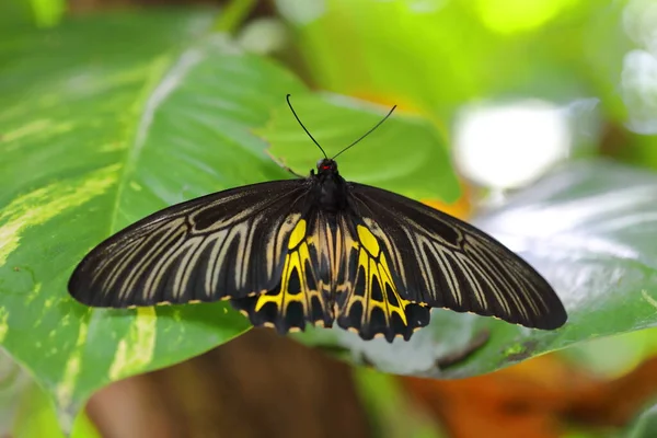 Closeup Golden Butterfly Perched Branch — Stockfoto