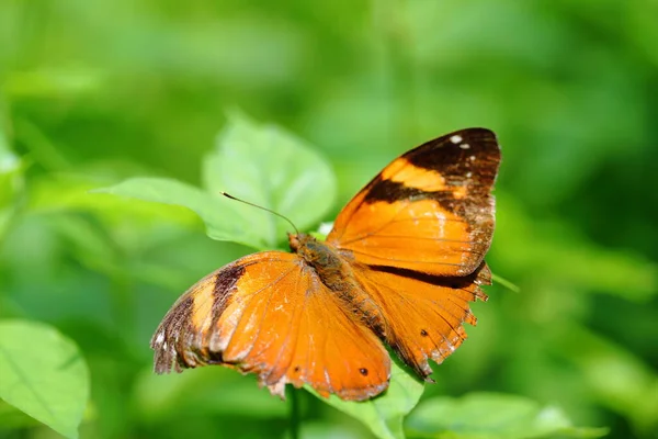 Closeup Doleschallia Bisaltide Butterfly Leaf — Fotografia de Stock