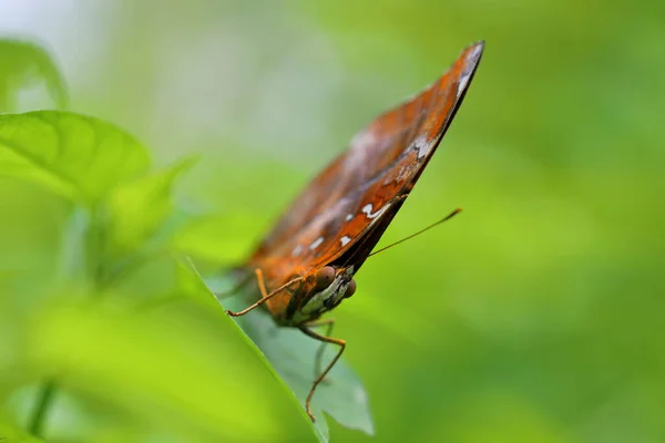 Closeup Butterfly Leaves —  Fotos de Stock