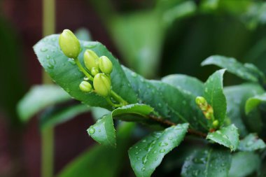 Yakın plan Ochna Kirkii Oliv 'in çekimleri, Micky fare ağacı parkta