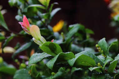 Yakın plan Ochna Kirkii Oliv 'in çekimleri, Micky fare ağacı parkta