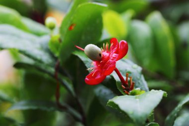 Parktaki Micky fare ağacı Ochna Kirkii Oliv 'in yakın plan çiçeği.