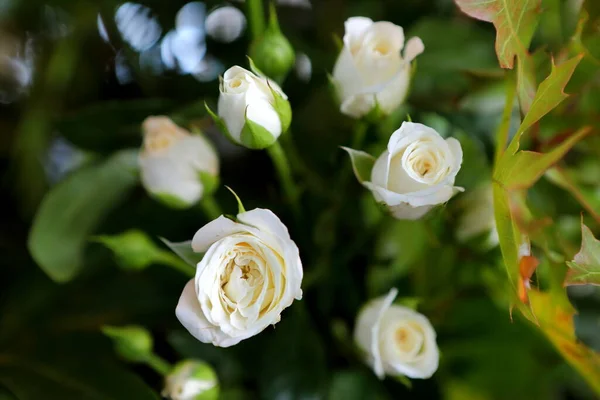 Piękne Róże Kwitnące Ciemnym Tle — Zdjęcie stockowe