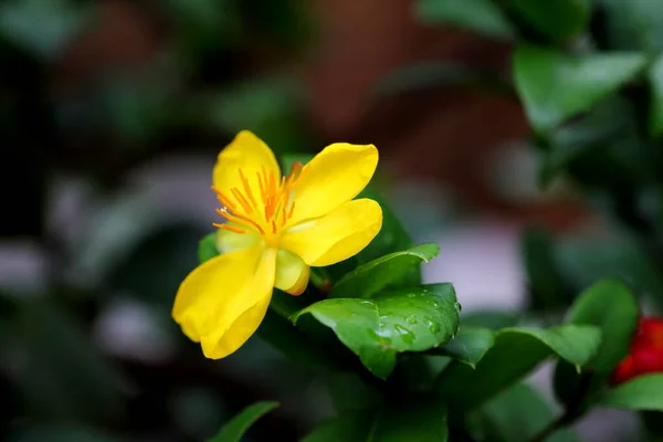 Closeup Flower Ochna Kirkii Oliv Micky Mouse Tree Park — Φωτογραφία Αρχείου