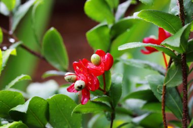 Parktaki Micky fare ağacı Ochna Kirkii Oliv 'in yakın plan çiçeği.