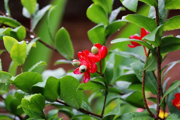 Parktaki Micky fare ağacı Ochna Kirkii Oliv 'in yakın plan çiçeği.