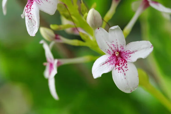 Closeup Flowers Graptophyllum Pictum Rainy Season — 图库照片