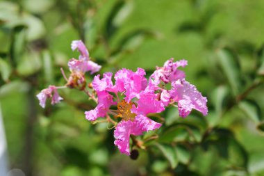 Yakın plan. Parkta mersin çiçeği var.