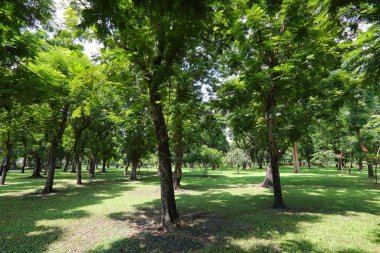 Orman parkında bir sürü büyük ağaç ve güzel gölgeler var..