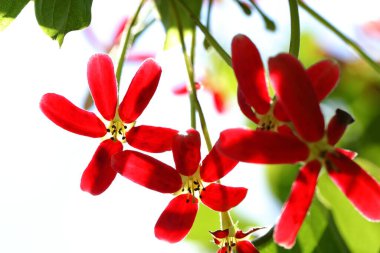 Yakın plan Rangoon sürüngen çiçeği parkta.