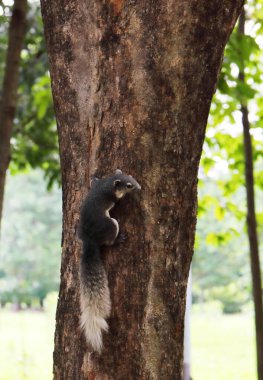 Bir ağaç gövdesinde tünemiş sincap