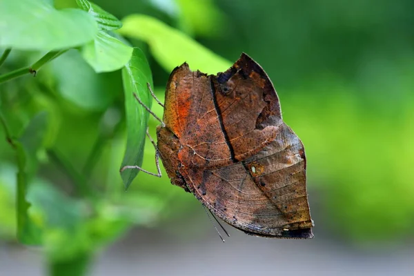 Closeup India Leaf Butterfly Perched Leaf — Stock Photo, Image