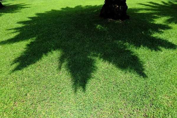 Shadow Made Sunlight Shines Leaves Hits Ground — Stock Photo, Image