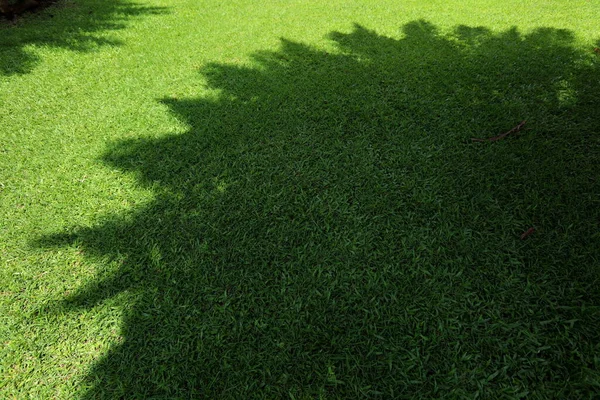 Shadow Made Sunlight Shines Leaves Hits Ground — Fotografia de Stock